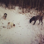Ace, Ellie and Vin #packwalksincalgary #dogwalkingcalgary