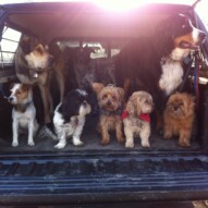 Morning pack #dogwalkingcalgary  #packwalksinyyc