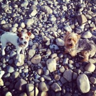 Ellie & Ruby #packwalksinyyc #dogwalkingcalgary