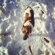 Cooper #dogwalkingcalgary #allbreedsallsizes