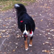 Welcome to the pack Nelson