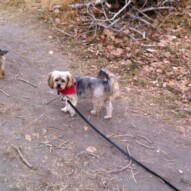 Welcome to the pack Riley #dogwalkerinyyc #packwalksincalgary