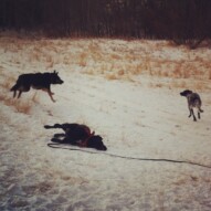 Action shot: Teela, Vin and Apollo #dogwalkerincalgary #dogwalkerinyyc #packwalksincalgary