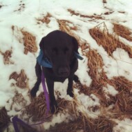 Welcome to the pack Apollo #packwalksyyc #packwalksswcalgary #dogwalkingcalgary