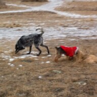 Vin and Ruby #allbreedsallsizes #calgarydogwalks #packwalksinyyc