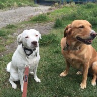 Brother and Sister, Finn & Molly #packwalksinyyc