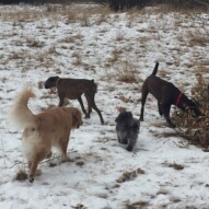 Guinness, Shea, Sophie and Bruce #calgarydogwalks #allbreedsallsizes #dogwalkingcalgary