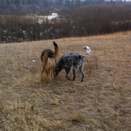 Samson & Vin #dogwalksincalgary #dogwalkingcalgary #packwalksincalgary