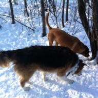 Fred and Molly #dogwalkerinyyc #packwalksswcalgary