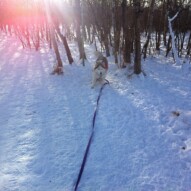 Kona #packwalksyyc #packwalksswcalgary #dogwalkingcalgary