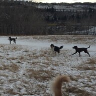 Action shot: Piper, Storm and Bruce