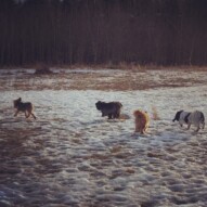 Morning pack: Ruby, oliver, Ace and sophie #allbreedsallsizes #packwalksswcalgary