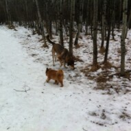 Samson & Oliver #dogwalkerincalgary #allbreedsallsizes #packwalksswcalgary