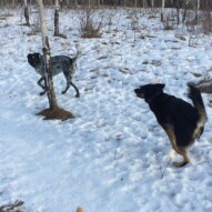 Action shot: best friends Vin & Teela #dogwalksinswcalgary #packwalksyyc