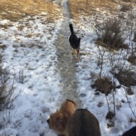 Teela & oliver #packwalksincalgary #dogwalksinswcalgary
