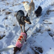 Lolo, Sarge, Jazz and Sophie