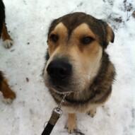 Samson #dogwalksinswcalgary  #packwalksswcalgary #packwalksyyc