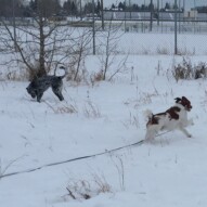 Vin and Wallace #dogwalksinswcalgary #dogwalkerinyyc #packwalksswcalgary