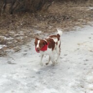 Welcome to the pack, Wallace. #packwalksinyyc #dogwalkerinyyc #dogwalksinswcalgary #walkingdogscalgary