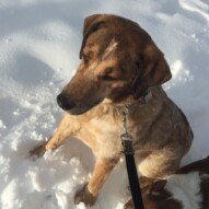 Welcome to the pack, Vinnie. #allbreedsallsizes #dogwalkerincalgary #packwalksswcalgary