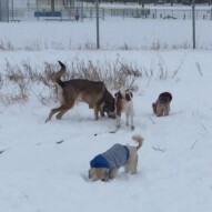 Samson, Wallace, Ruby and Mr.Baxter #dogwalkingcalgary #packwalksswcalgary