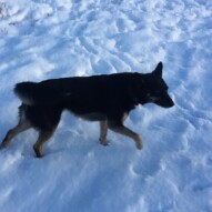 Teela #dogwalkerinyyc #packwalksswcalgary