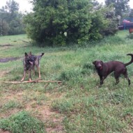 Gander & Bruce #yycdogwalker #packwalksincalgary