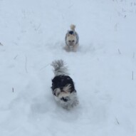 Action shot: Mr.Baxter and Ace #allbreedsallsizes #dogwalksincalgary #packwalksinyyc