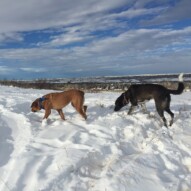 River and Piper #dogwalkerincalgary #dogwalksincalgary #packwalksswcalgary
