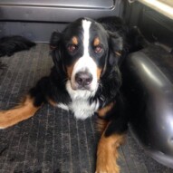 Lazy & tired Nelson laying in the truck #calgarydogwalking