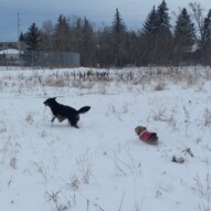 Teela and Ruby #allbreedsallsizes #dogwalksincalgary #packwalksswcalgary