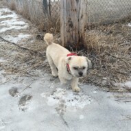 Welcome to the pack, Mr.Baxter #southwestpackwalksincalgary #packwalksincalgary #dogwalkerincalgary