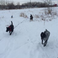 Vin, Apollo, Teela and Mr.Baxter #packwalksswcalgary #dogwalkingcalgary