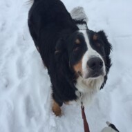 Nelson #allbreedsallsizes #dogwalkerinyyc #packwalksswcalgary