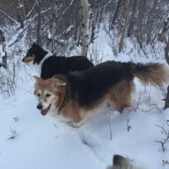 Fred and Storm #packwalksinyyc #packwalksswcalgary #dogwalkingcalgary