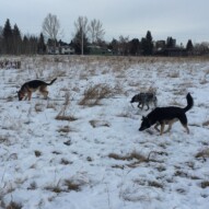 Bailey, Vin and Teela #packwalksinyyc #packwalksswcalgary #dogwalkingcalgary