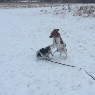 Action shot: Ace and Wallace #dogwalkerinyyc #packwalksincalgary