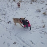 Molly, piper & Taz #packwalks #yycdogwalking