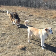 Jazz and Fred #calgarydogwalks #packwalksswcalgary #dogwalkerincalgary