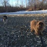 Ace and Oliver #allbreedsallsizes #dogwalkerincalgary #dogwalkerinyyc
