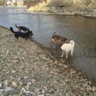 January dip in the river: Bailey, Teela, Samson & Kia #dogwalkerincalgary #packwalksswcalgary #swpackwalksincalgary