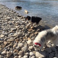 Kona, Storm, Jazz and Fred #calgarydogwalks #dogwalkingcalgary #packwalksswcalgary