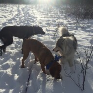 Piper, River and Kona #dogwalkingcalgary #packwalksswcalgary #swdogwalks