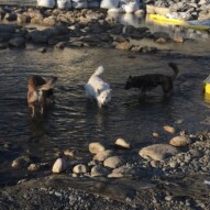 Samson, Kia and Teela #dogwalkerincalgary #dogwalksinswcalgary #packwalksswcalgary