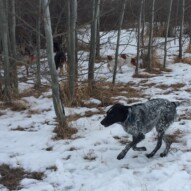 Vin, Wallace and Teela #dogwalksincalgary #dogwalkerincalgary #packwalksswcalgary