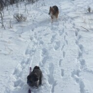Sophie & Fred #packwalksinyyc #southwestpackwalksincalgary #allbreedsallsizes