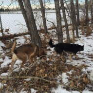 Samson & Teela #allbreedsallsizes #dogwalkingcalgary #dogwalksinswcalgary