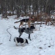 Ace, Vin and Bailey #dogwalkerinyyc #packwalksincalgary #southwestpackwalksincalgary