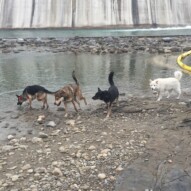 Bailey, Samson, Teela and Kia #calgarydogwalks #packwalksyyc #dogwalkingcalgary