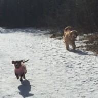 Lolo & Guinness #allbreedsallsizes #dogwalkingcalgary #packwalksyyc